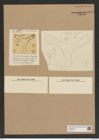 Trinacria simulacrum (de-Toni-Nr.: Genus 119, Species 3424) Zeichnungen Sammlung Grunow Nr. 6883 (NHMW-BOT-W0375745)